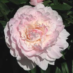 Pivoine 'Mme Calot' / Paeonia lactiflora Mme Calot